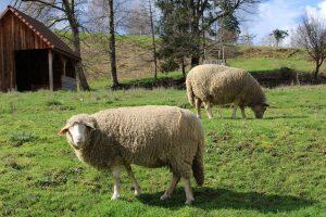 Moutons Ferme d'Argentin