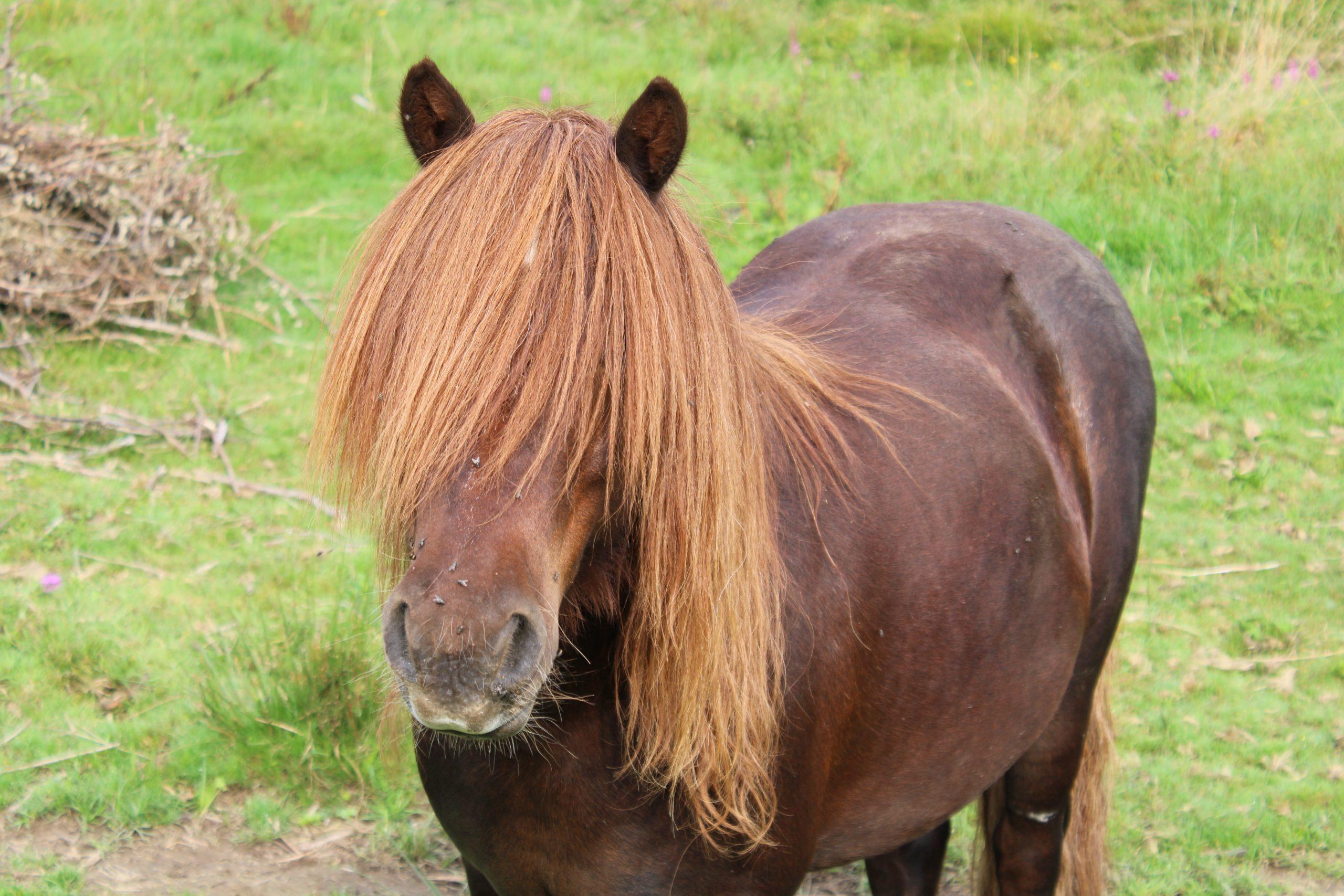 Icare - Ferme d'Argentin