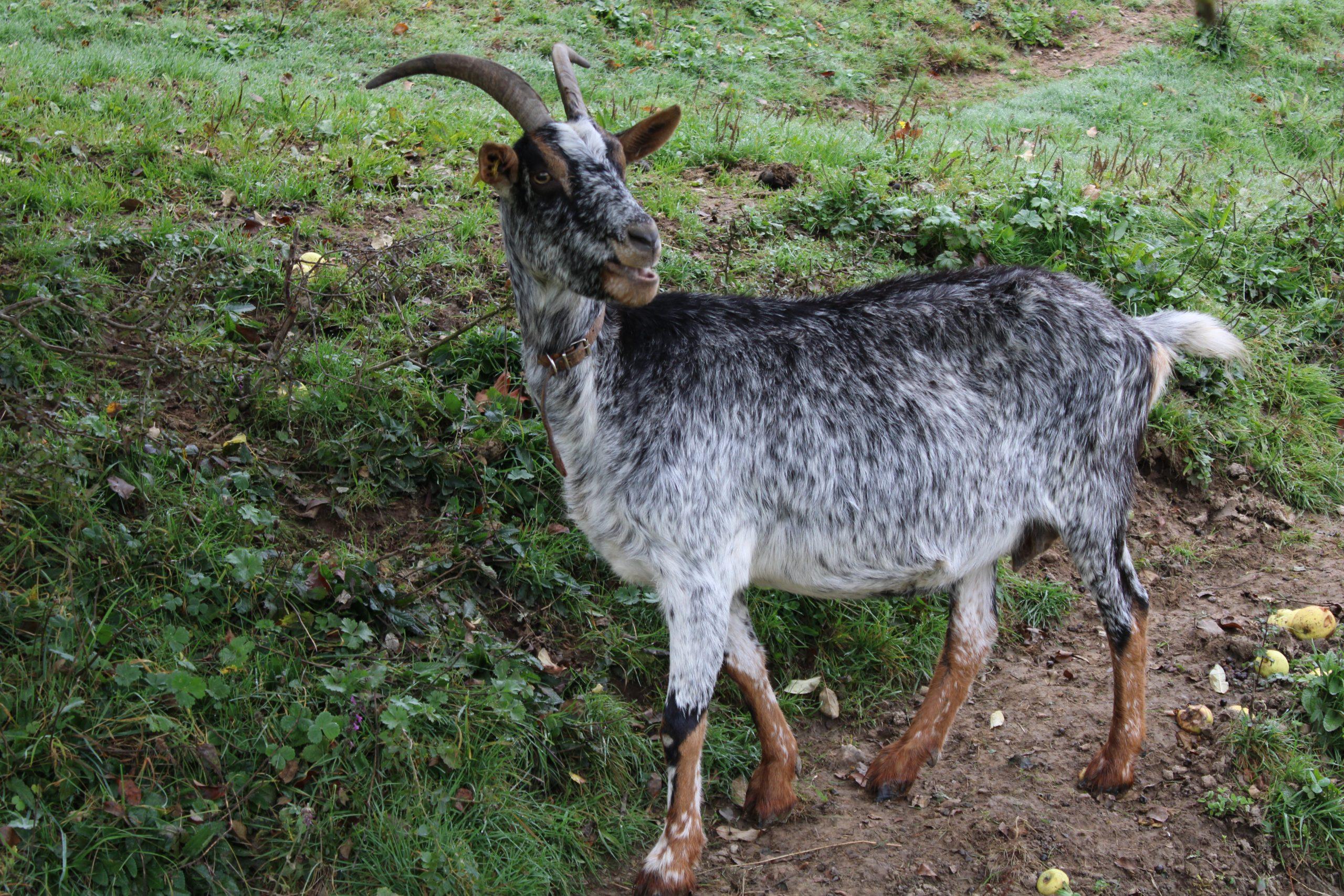La fin de l'année à la Ferme d'Argentin