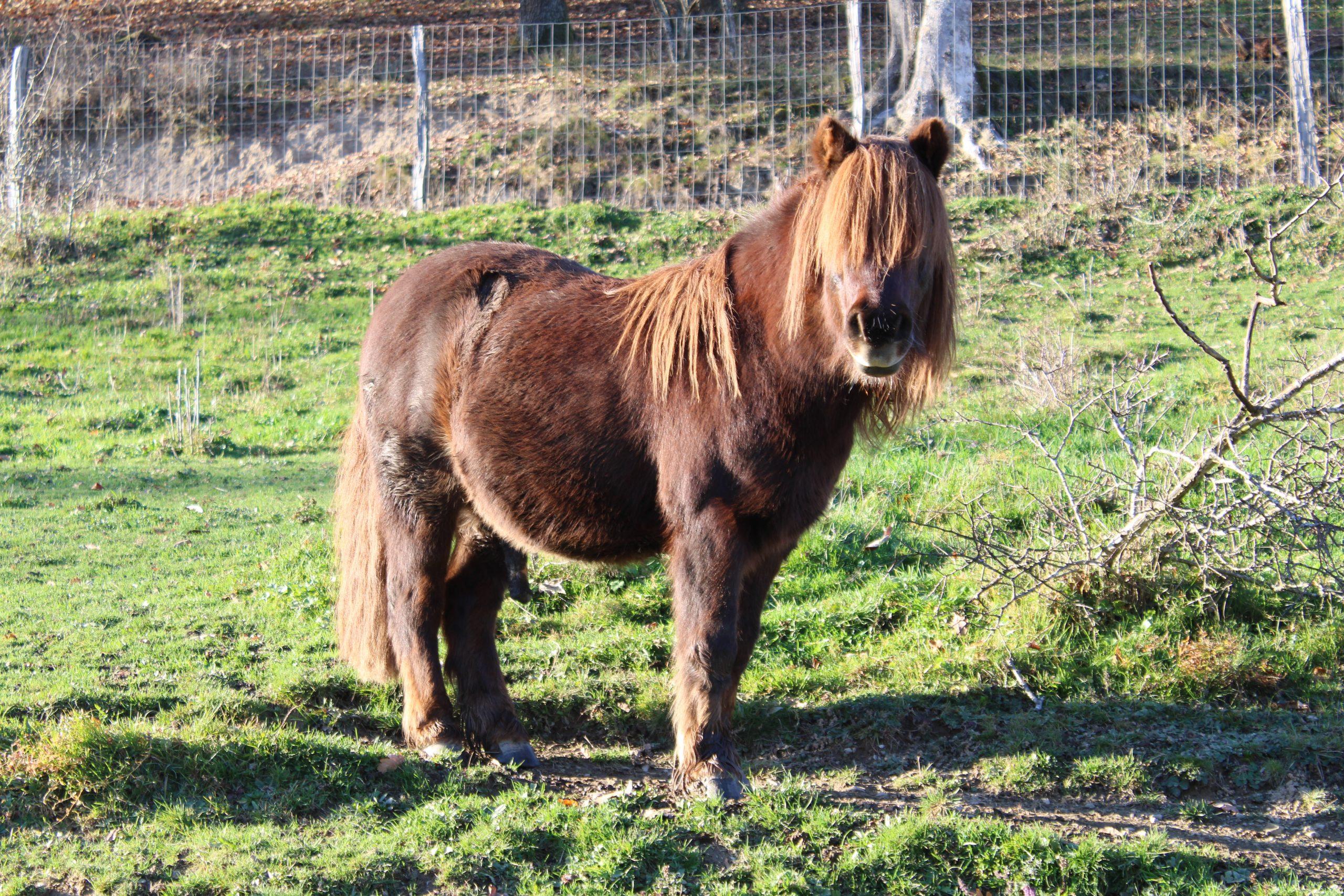 Le Moyen-Âge à la Ferme d'Argentin