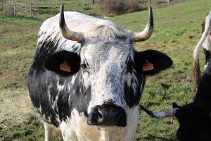 Ferme d'Argentin - Vache vosgienne