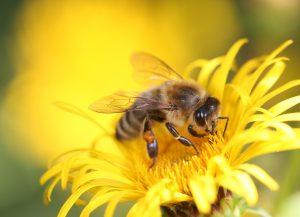 Ferme d'Argentin - Atelier abeilles